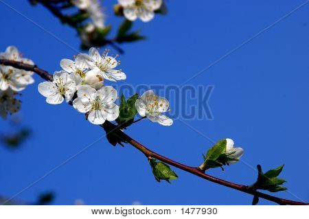 Blommor