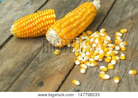Dreid corn seed on wooden rustic surface.