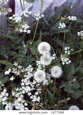 White Flower
