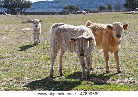 Calf grazing in a field in Guadarrama Mountains, Madrid, Spain