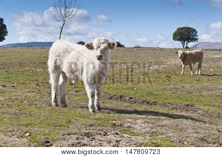 Calf grazing in a field in Guadarrama Mountains, Madrid, Spain