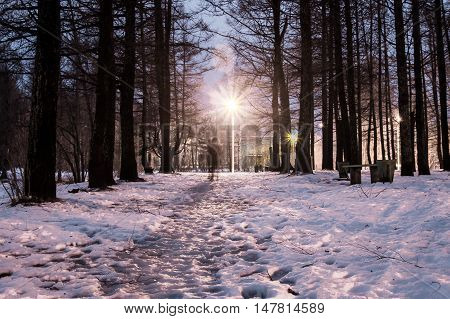 very nice evening in the city park in the winter 