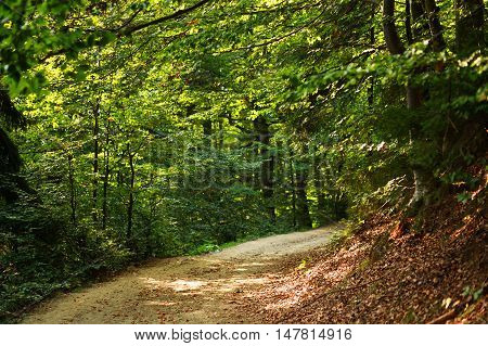 Path in a green mountain forest beautiful nature andscape