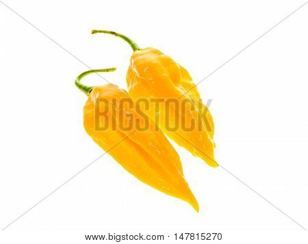 Two Ripe Fresh Fatalii Yellow Chili Hot Pepper