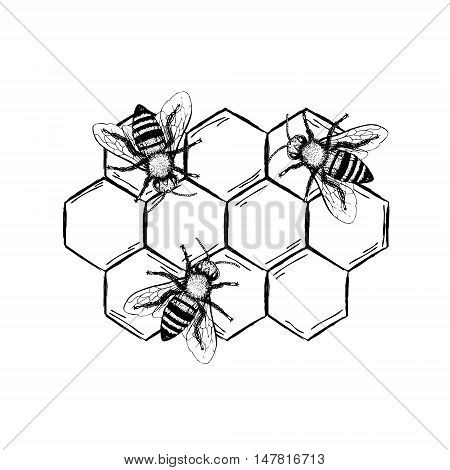 Bees with honeycombs set. Black and white graphic doodle design. Colored sketch. Vector illustration.