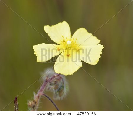Spotted Rock-rose - Tuberaria guttata Small Mediterranean Flower