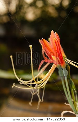 Closeup red eucrosia bicolor blossom in flower garden