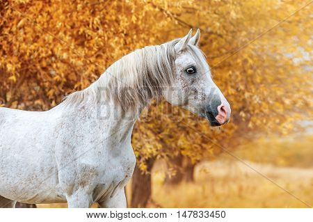 Beautiful expressive portrait of a white stallion Arabian breed. Head of a horse on a yellow background autumn