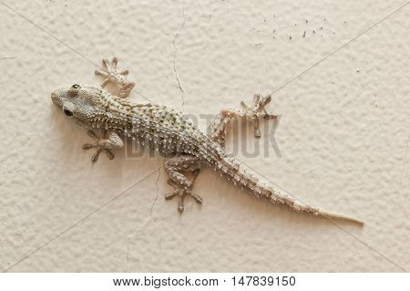 Gray house Gecko living inside a European house