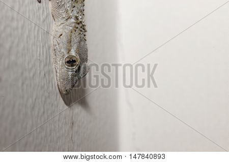 Gray house Gecko living inside a European house