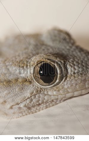 Gray house Gecko living inside a European house