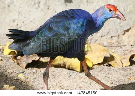close up of Black-backed Swamphen, formerly the Purple Swamphen, near Songkhla, Thailand