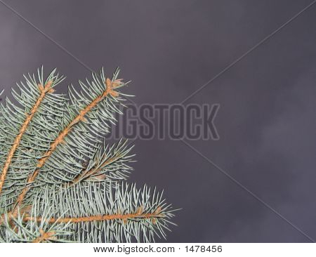 Pine