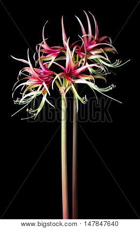 Amaryllis Chiko isolated on the black background