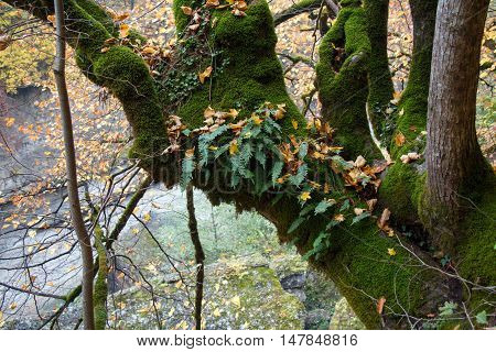 An epiphyte plants moss and fern growing on tree trunk. 