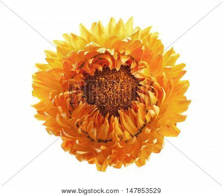 Helichrysum flowers or immortelle isolated on white background.
