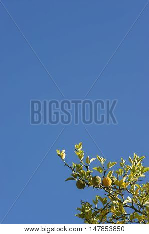 Bergamot orange tree with fruits and leaves on blue sky background Citrus bergamia.