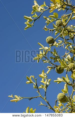 Bergamot orange tree with fruits and leaves on blue sky background Citrus bergamia.