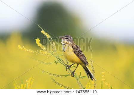 bird the yellow Wagtail sings the song on the bright summer meadow