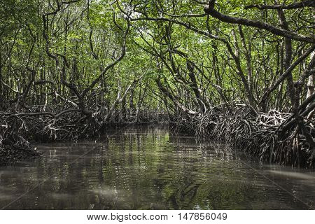 Mangrove Tree At Havelock Island, Andaman And Nicobar, India