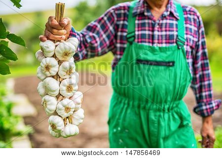 Garlic. Farmer in the garden holding bunch of garlic.