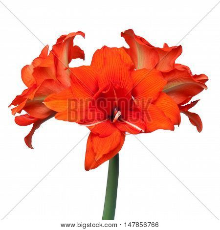 Hippeastrum double flowering Red Peakock isolated on the white background