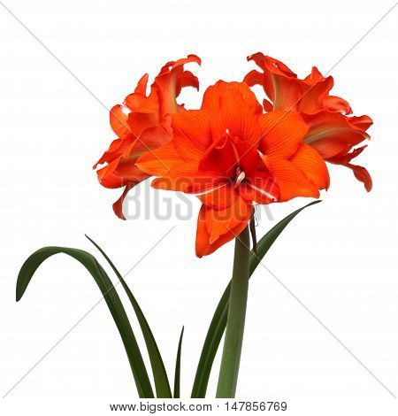Hippeastrum hybrid double variety 