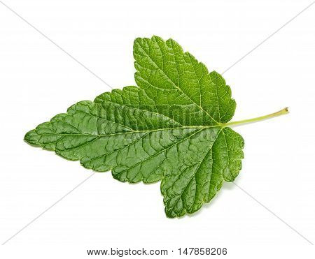 Currant tree leaf isolated on white background