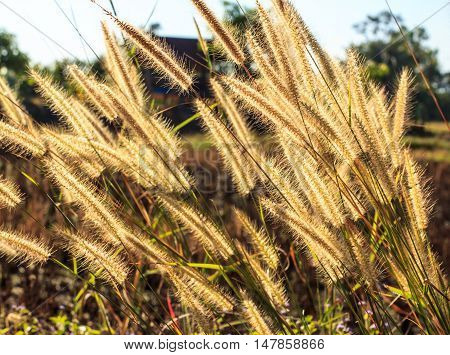 The Flower grass impact sunlight natural beautiful.