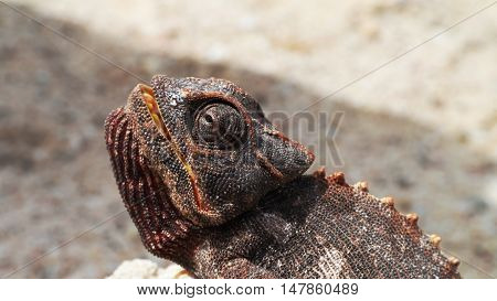 Portrait of the chameleon in Namib Desert