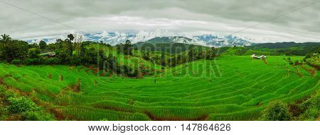Ban Papongpieng Rice Terraces Chiang Mai North of Thailand