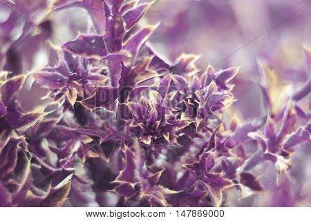 beautiful purple plant with sharp thorns and carved leaves