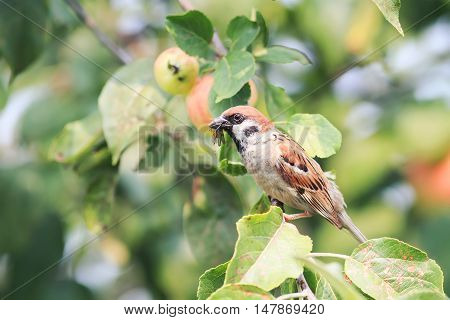 bird Sparrow sitting on a branch with red apples and holding in its beak insects