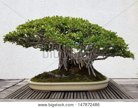 Detailed Bonsai and Penjing landscape with miniature banyan tree in a tray