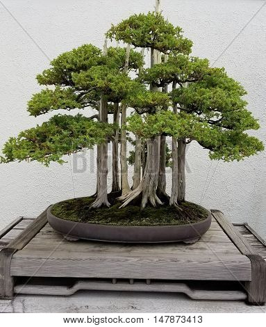 Bonsai and Penjing landscape with miniature forest of pine trees in a tray