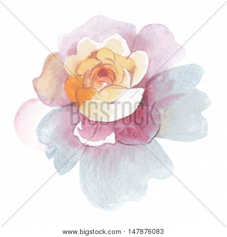 Wildflower rose flower in a watercolor style isolated. Full name of the herb: rose, Hulthemia, Hesperrhodos, Rosa. Aquarelle flower could be used for background, texture, pattern, frame or border.