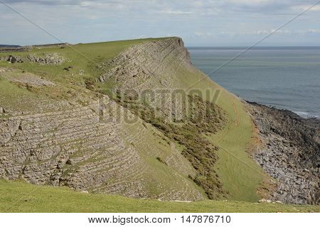 Rhossili with sheep grazing and rock strata. Gower Peninsular Wales UK