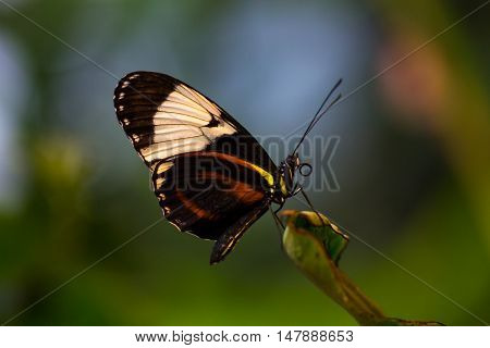 Tropical butterfly dido longwing on the green leaf. Macro photography of wildlife.