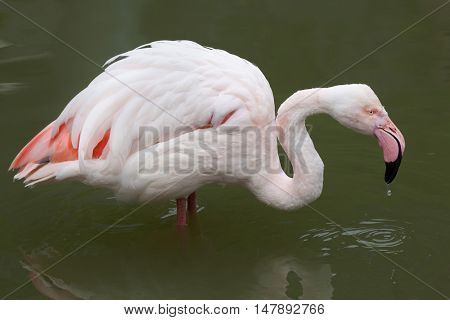 Greater flamingo (Phoenicopterus roseus). Wildlife animal. 