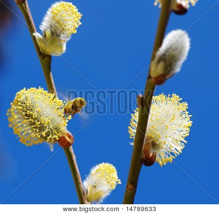 Foråret blomstrer