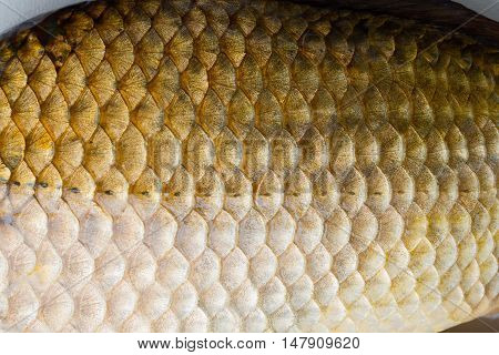 fish scale close up shot. abstract photo