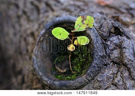Life always finds a way. A cute little sprout coming out from a tree trunck.