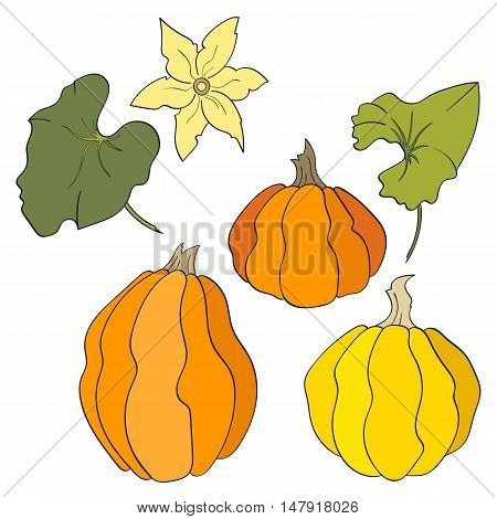 Set pumpkins with pumkins flower and leaves. Isolated illustration on white background. Vector illustration