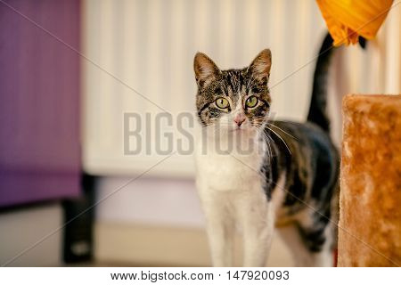Adult Cat examines the territory. age 5