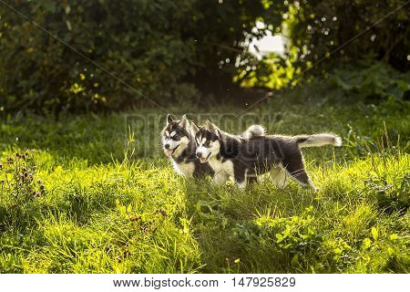 two husky puppy standing in the grass