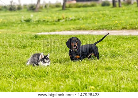 Puppies husky and taxes play on the grass. Grop dogs on the grass