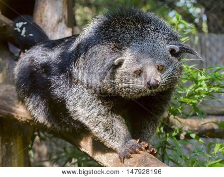 Bearcat Of Binturong