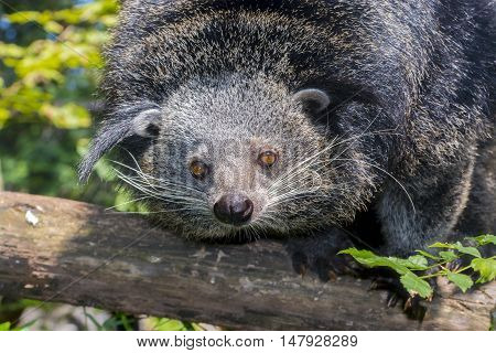 Bearcat Of Binturong