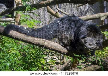 Bearcat Of Binturong