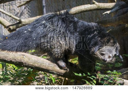 Bearcat Of Binturong
